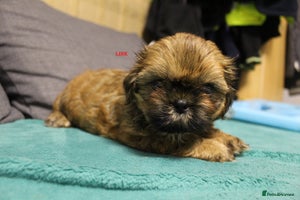 Shih Tzu dogs - Advert 9