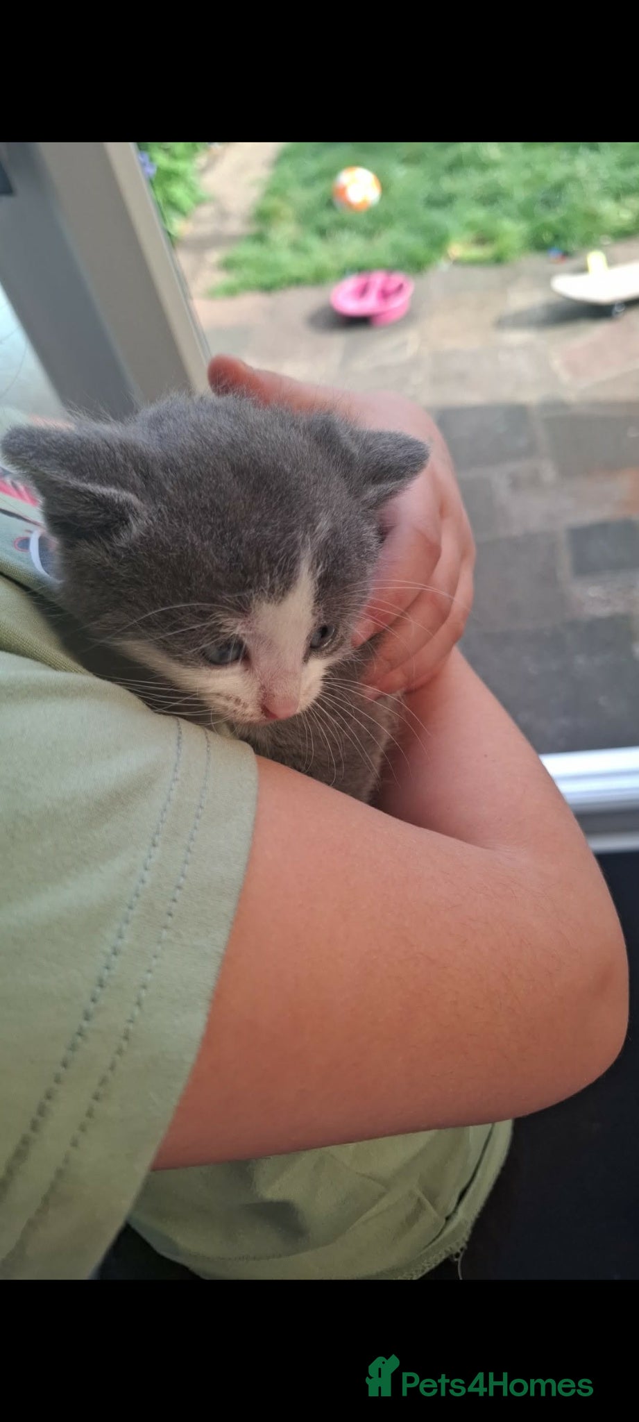 British Shorthair cats British shorthair  - Advert 2