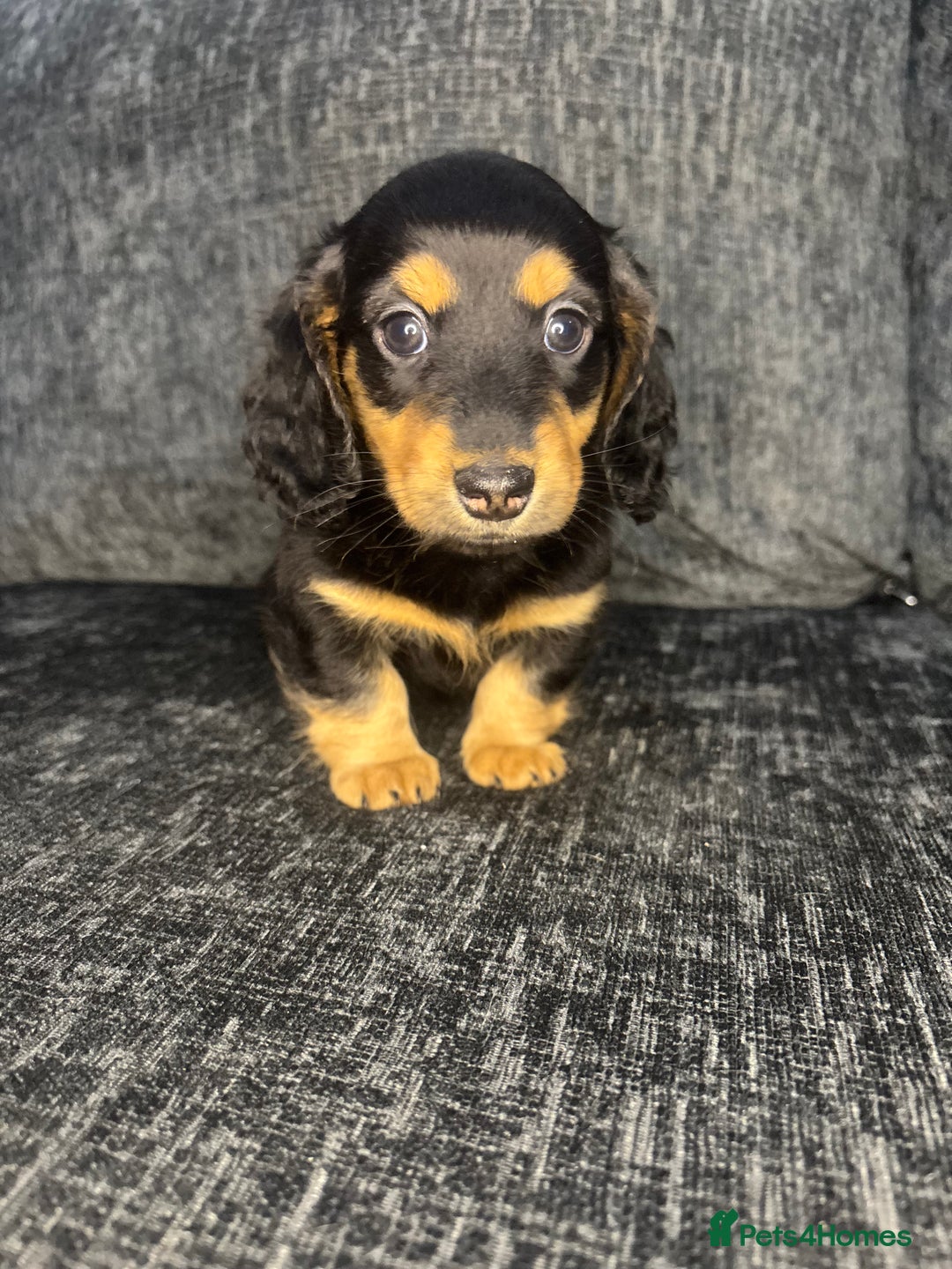 Miniature Dachshund dogs for sale: Champion Longhaired Miniature Dachshund Puppies - Advert 10