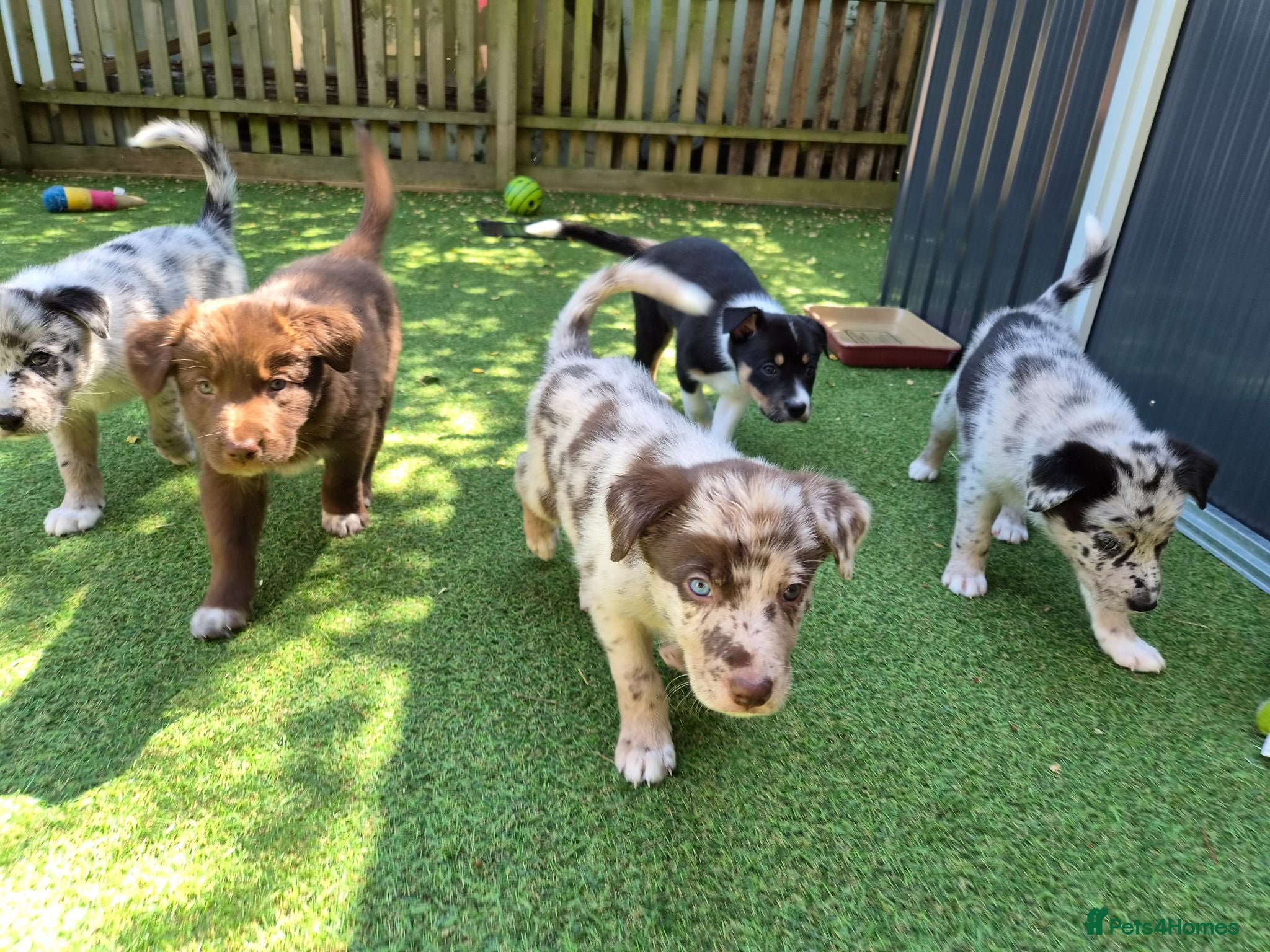 Border Collie dogs A litter of 5 beautiful collie pups  - Advert 6