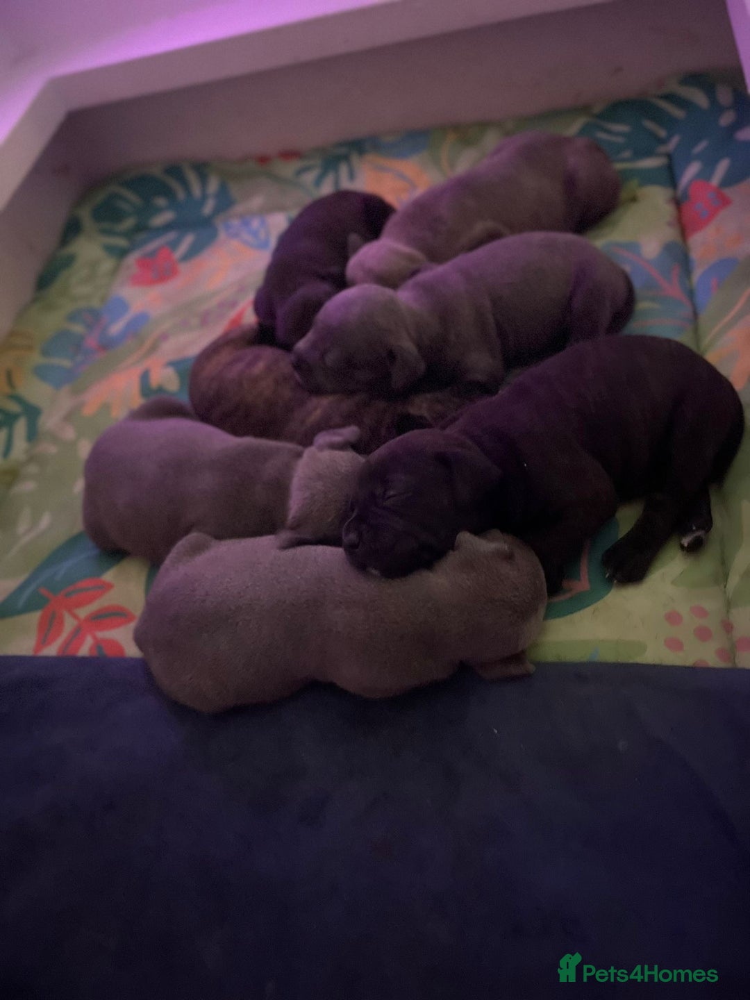 Staffordshire Bull Terrier dogs for sale: 🏅🏆 CHAMPION PLAY BOY STAFFY PUP LAST BOY!! - Image 18