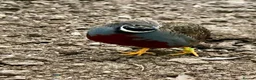 Quail poultry for sale: 2 Kings quail for sale - Advert 1
