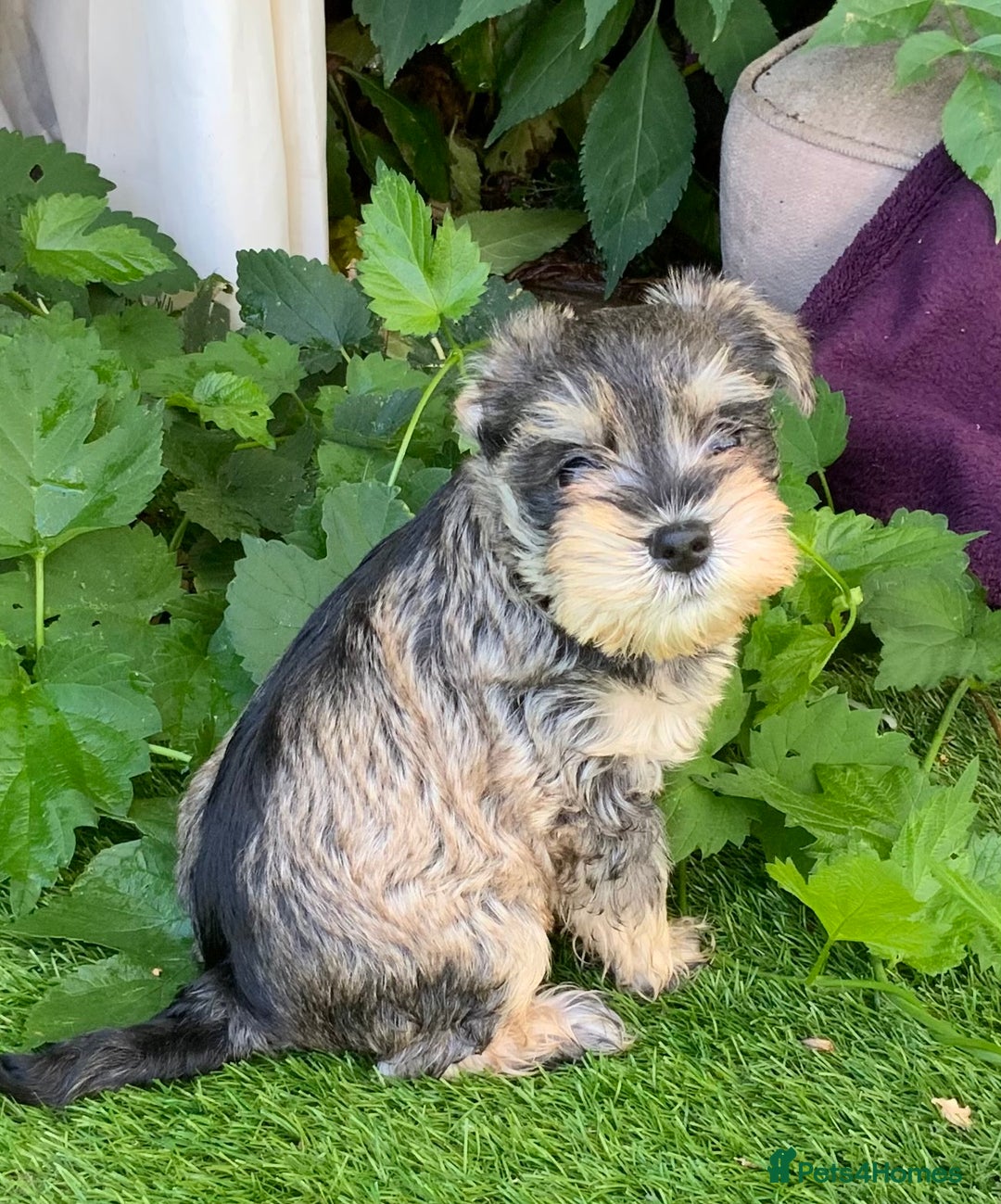 Miniature Schnauzer dogs for sale: Happy healthy miniature Schauzer puppies - Image 4