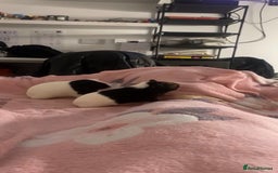 Guinea Pig rodents for sale: Rehoming My Two Loving Guinea Pigs❤️ - Image 5