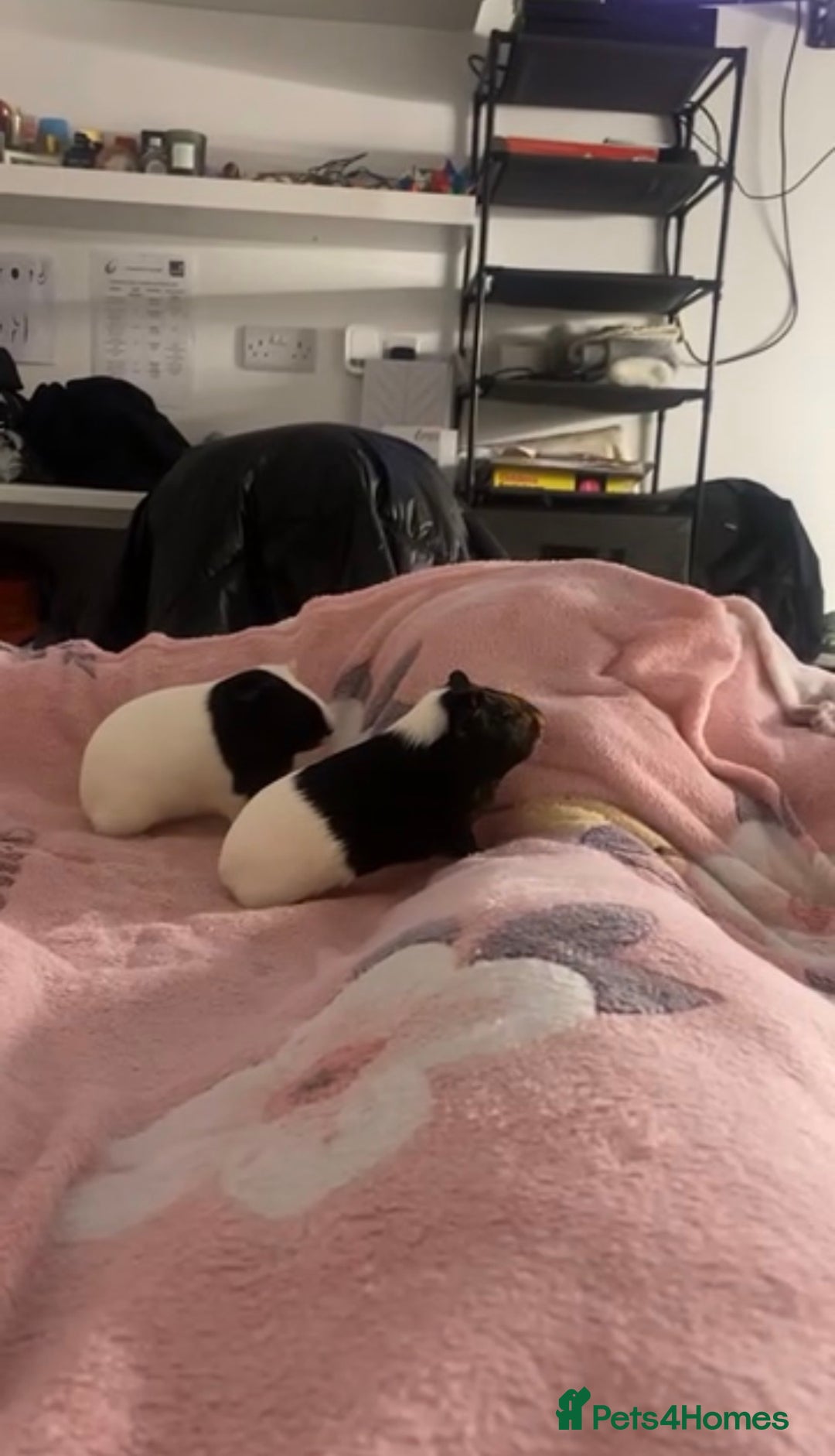 Guinea Pig rodents for sale: Rehoming My Two Loving Guinea Pigs❤️ - Image 5