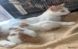 Domestic Shorthair cats for sale: Ginger & White Domestic Shorthair Kittens - Image 6