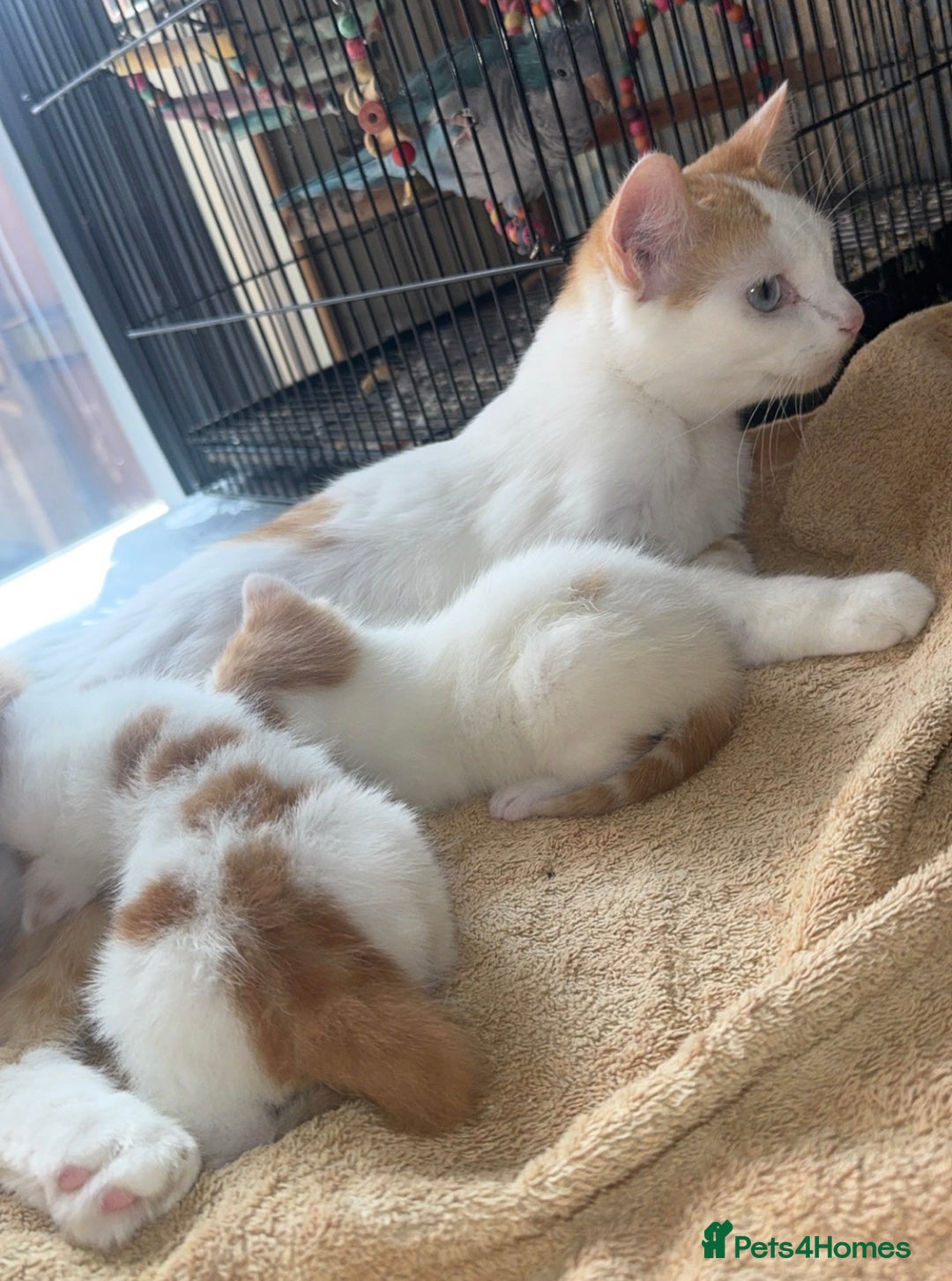 Domestic Shorthair cats for sale: Ginger & White Domestic Shorthair Kittens - Image 6
