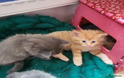 Maine Coon cats for sale: Maine Coon cross kittens - Image 4
