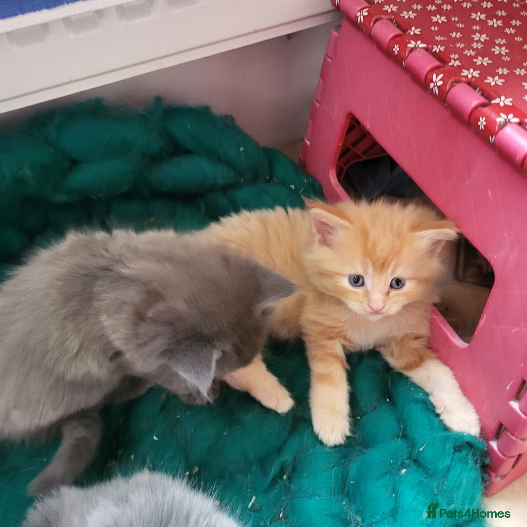 Maine Coon cats for sale: Maine Coon cross kittens - Image 4