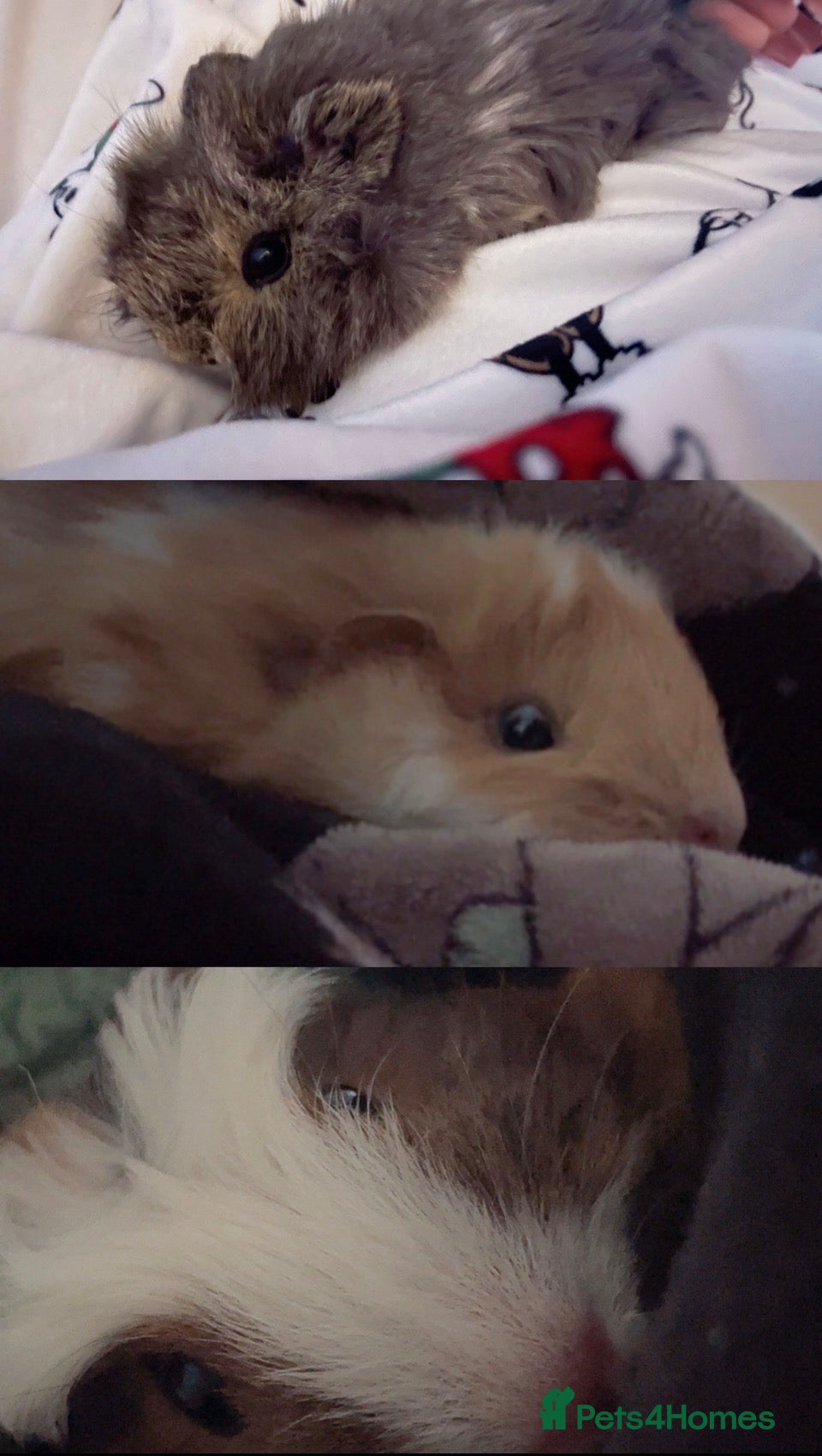 Guinea Pig rodents Three Boy guinea pigs  - Advert 1