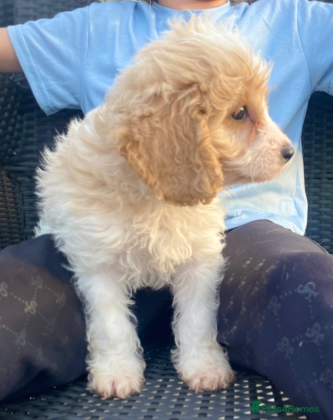 Cavapoo dogs for sale: Cavapoo litter  - Image 7