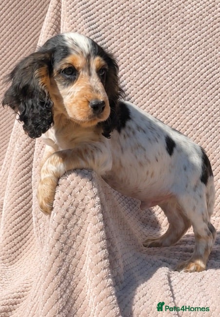 Cocker Spaniel dogs *only 1 puppy available’Cocker Spaniel Puppies🐾🐶 - Advert 2