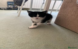 Toyger cats for sale: Kittens - Image 1
