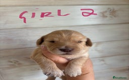 Mixed Breed dogs for sale: BEAUTIFUL CHi- SPANIEL PUPS - Image 5