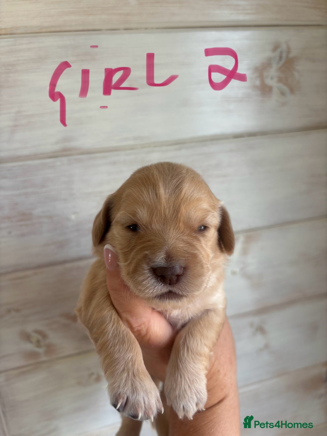 Mixed Breed dogs for sale: BEAUTIFUL CHi- SPANIEL PUPS - Image 5