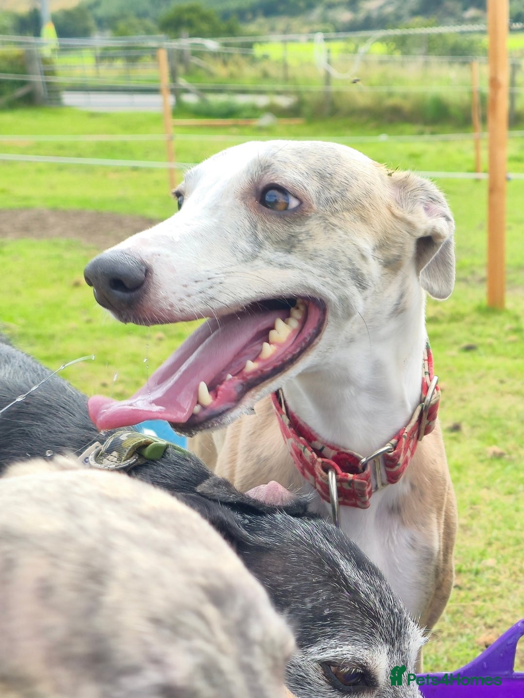 Whippet dogs for sale: KC Registered Small Whippet Puppies - Advert 23