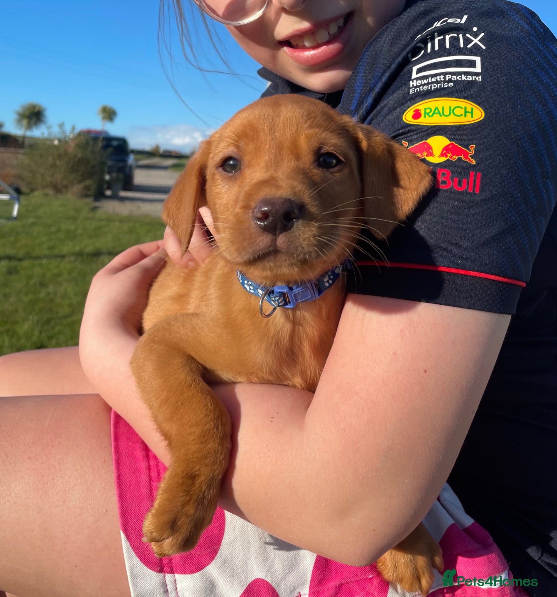 Labrador Retriever dogs KC Reg. Health Tested Parents.  - Advert 7