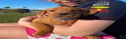 Labrador Retriever dogs for sale: 3 dogs available. KC Reg. Health Tested Parents.  - Advert 12