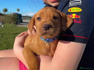 Labrador Retriever dogs KC Reg. Health Tested Parents. - Advert 7