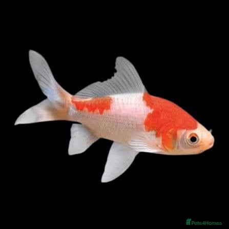 Goldfish fish Goldfish for sale  - Advert 2