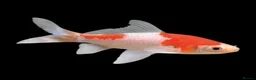 Goldfish fish for sale: Goldfish for sale  in Ellesmere Port - Advert 1