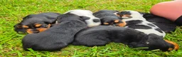 Cocker Spaniel dogs for sale: Cocker Spaniel  Puppies in London - Advert 5