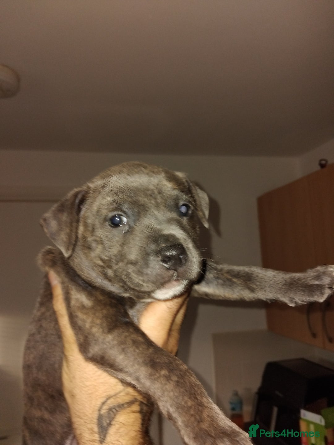 Staffordshire Bull Terrier dogs for sale: Staffordshire bull terriers - Advert 4