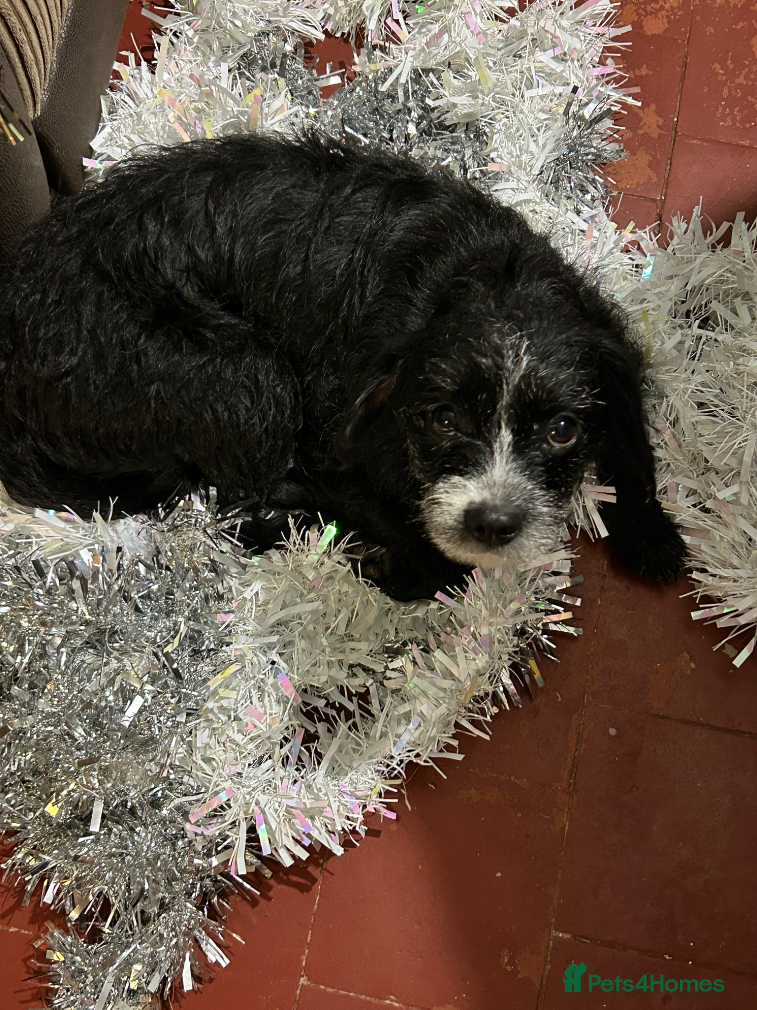 Mixed Breed dogs Trixie  - Advert 1