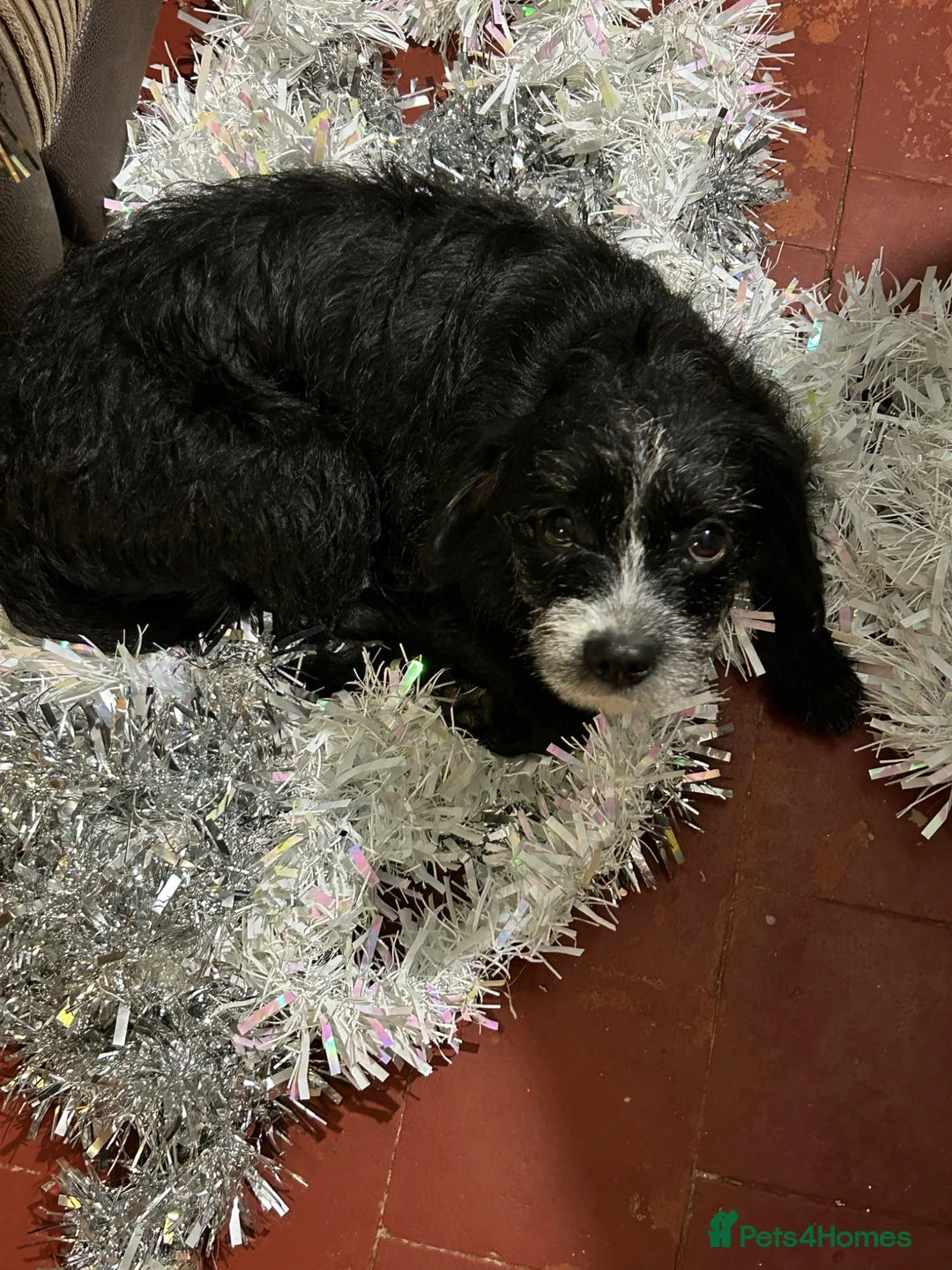 Mixed Breed dogs for sale: Trixie  - Advert 1