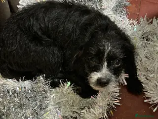 Mixed Breed dogs Trixie - Advert 1