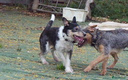 Fox Terrier dogs for adoption: Rex - fox terrier mix - Image 5