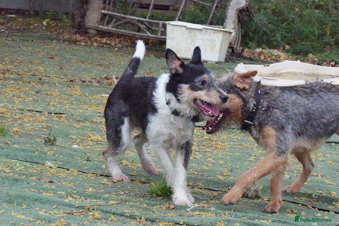 Fox Terrier dogs for adoption: Rex - fox terrier mix - Image 5