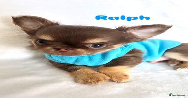 Chihuahua dogs - Advert 10