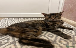 Bengal cats for sale: Half Bengal Cat Female - Image 6