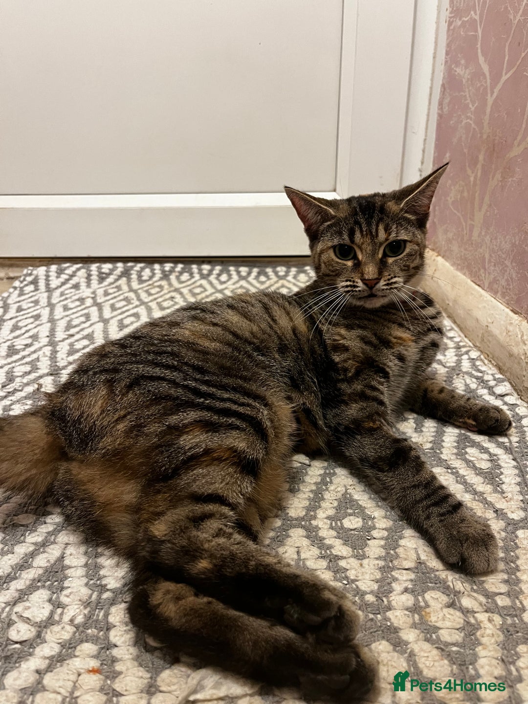 Bengal cats for sale: Half Bengal Cat Female - Image 6