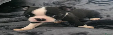 Boston Terrier Puppy 3