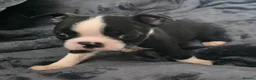 Boston Terrier dogs for sale: Ready now Stunning KC Boston Terrier puppies - Advert 24
