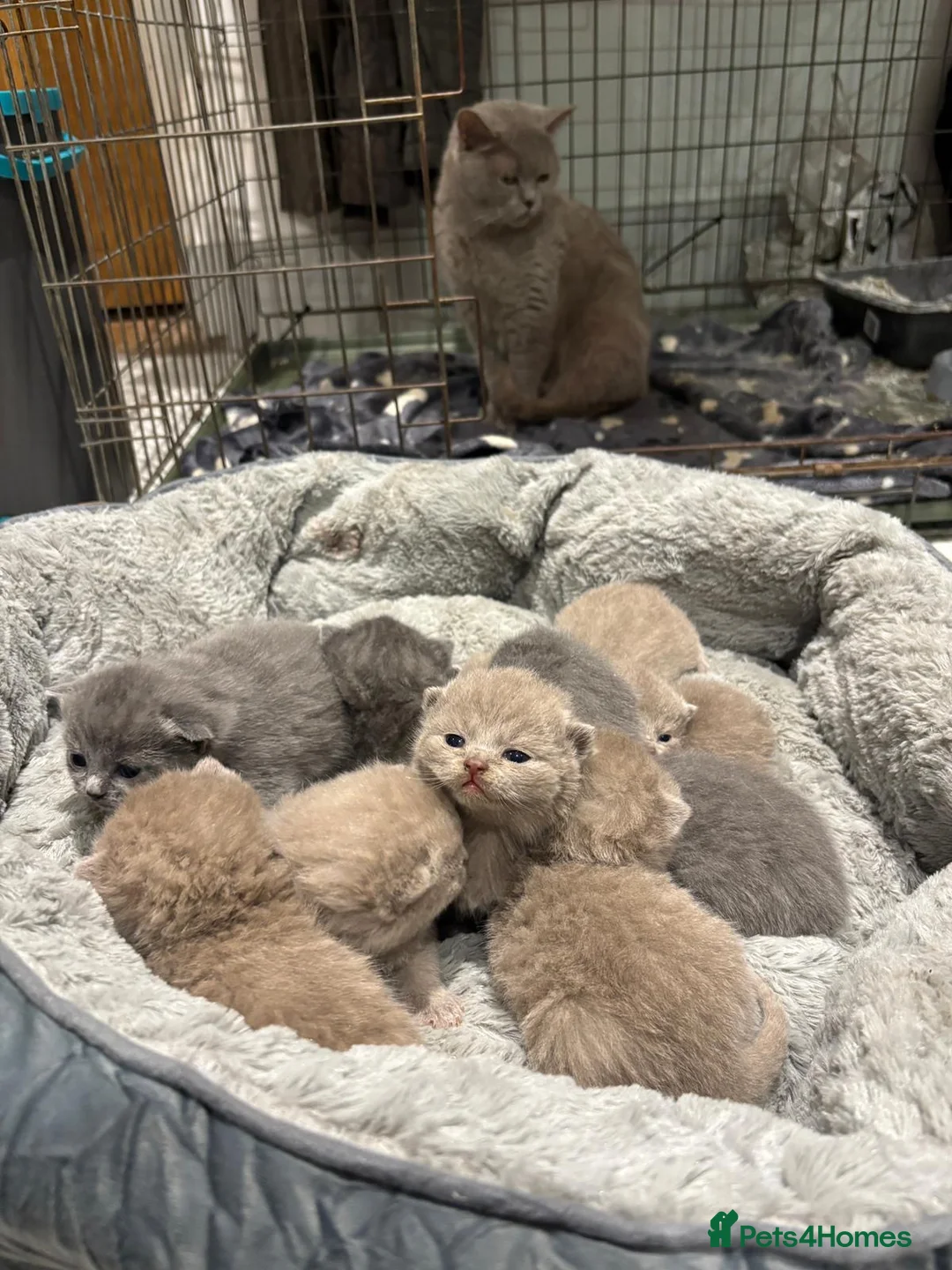 British Shorthair cats for sale: British shorthair kittens 🐈‍⬛ - Advert 5