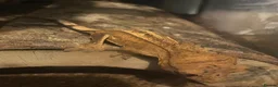 Gecko reptiles for sale: Crested gecko and full set up  in Chelmsford - Advert 3