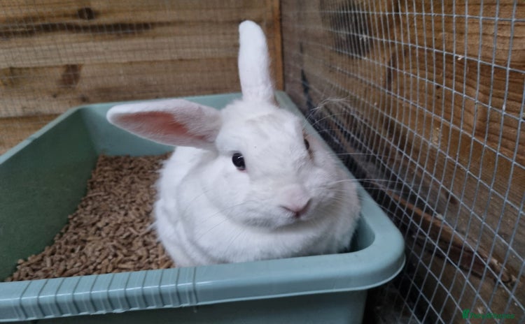 Mixed Breed rabbits - Advert 5