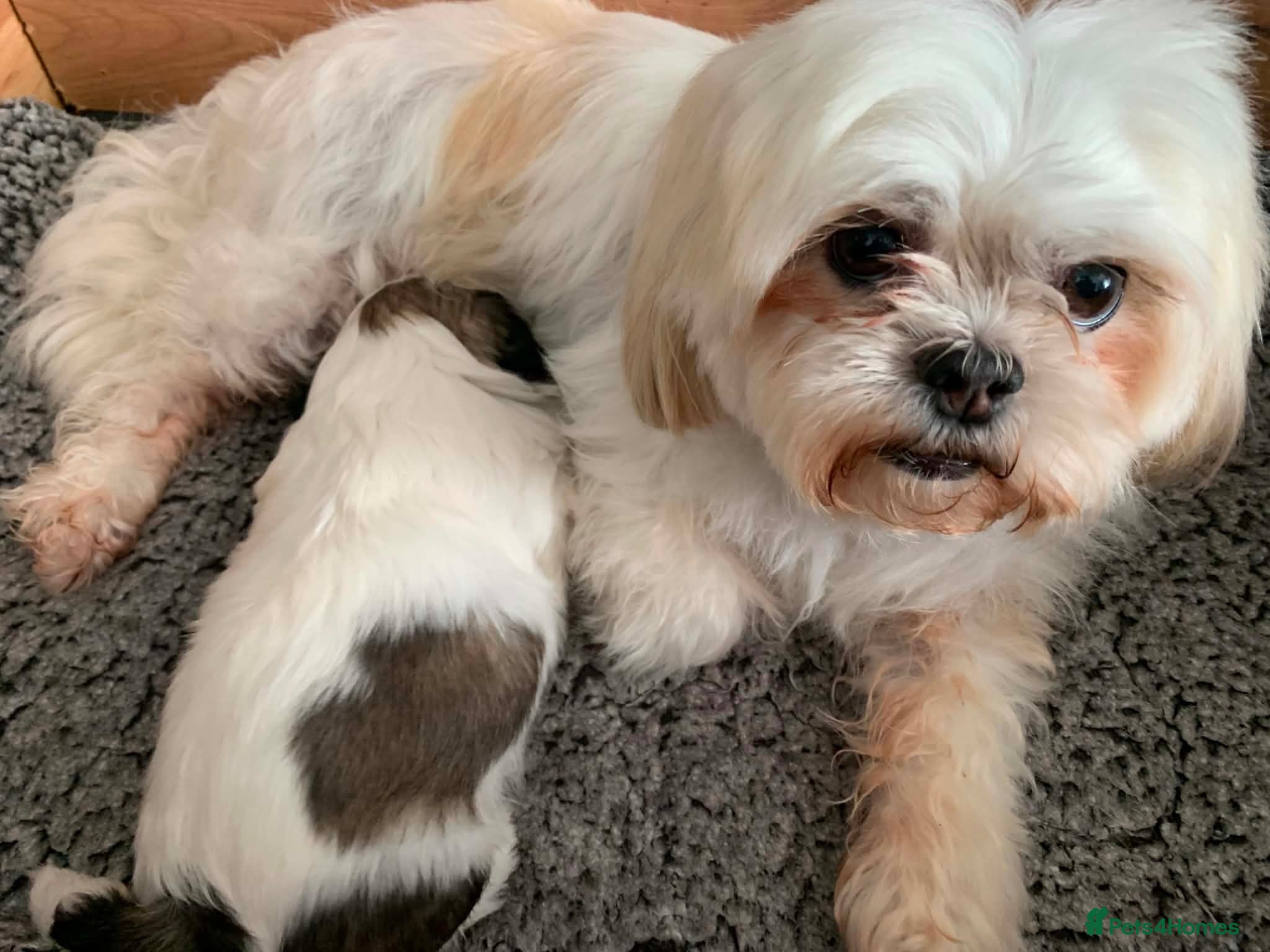 Shih Tzu dogs Shi Tzu. Lovley Boy - Advert 11