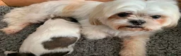 Shih Tzu dogs for sale: Shi Tzu. Lovley Boy - Advert 6