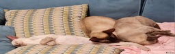 Siamese cats for sale: LAST ONE,  Gorgeous Bluepoint little boy. - Advert 27