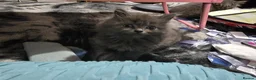 Persian cats for sale: Gorgeous Persian x Kittens Ready now  - Advert 38