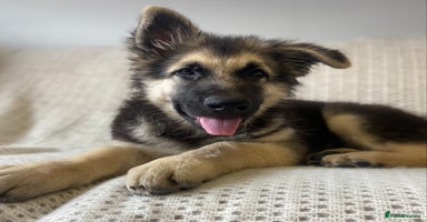German Shepherd dogs - Advert 8