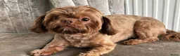 Shih Tzu dogs for sale: Mature Companion seeks Retired Person - Advert 4