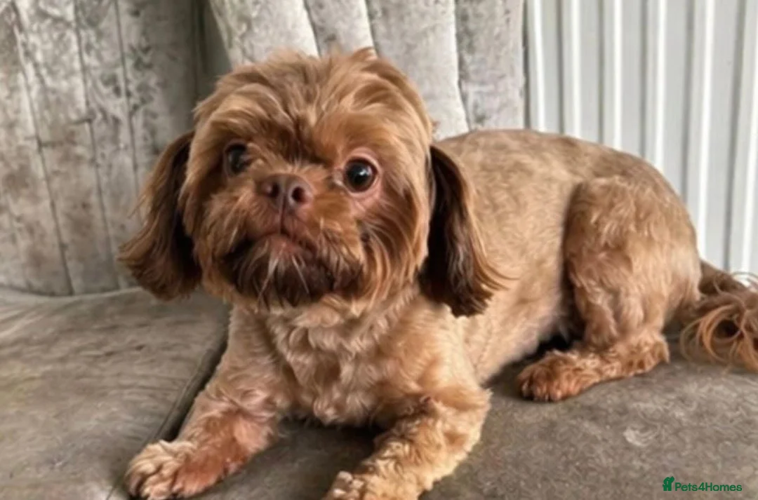 Shih Tzu dogs for sale: Mature Companion seeks Retired Person - Advert 4