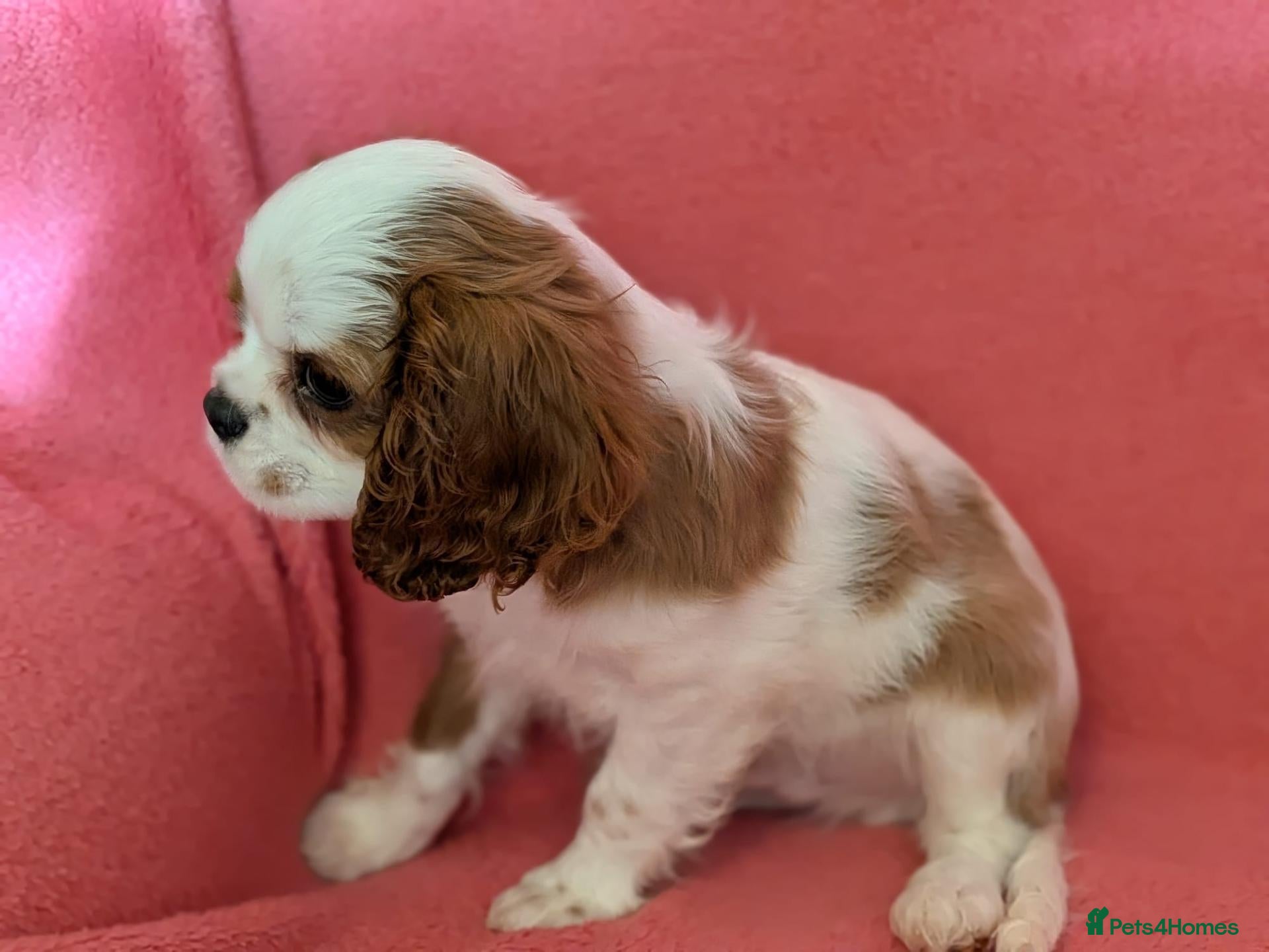 Cavalier King Charles Spaniel dogs Gorgeous Cavalier King Charles Spaniel puppies - Advert 1