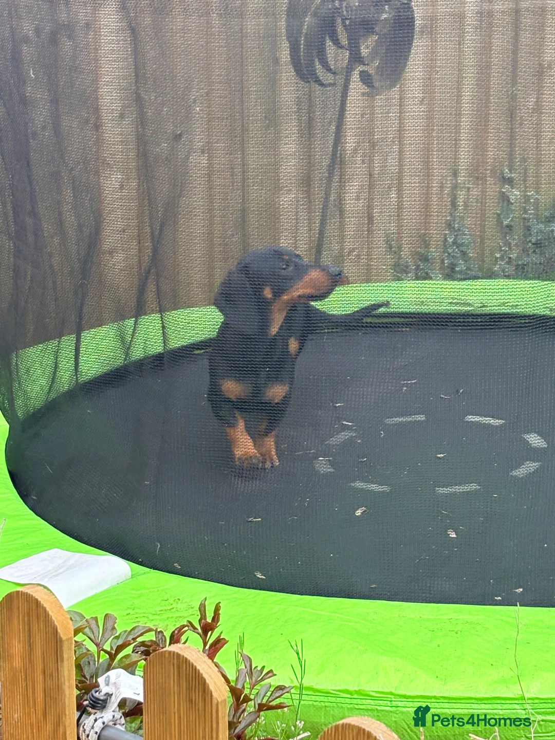 Dachshund dogs for sale: 8 months old dachshund - Advert 1