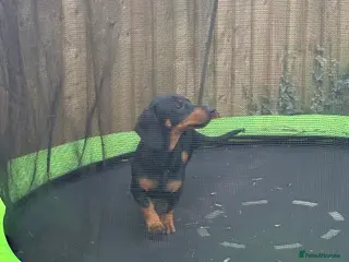 Dachshund dogs 8 months old dachshund - Advert 1